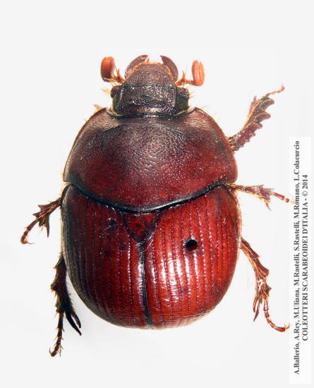 Bolbelasmus unicornis, femmina