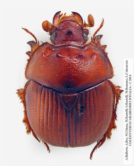 Bolbelasmus unicornis, maschio