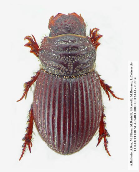 Brindalus porcicollis