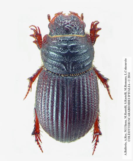 Brindalus rotundipennis