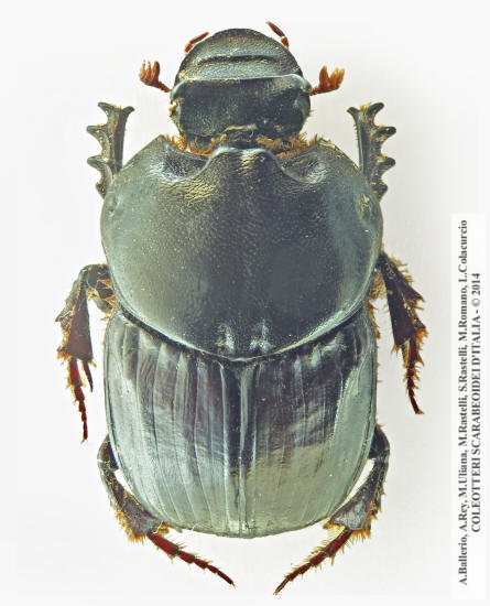 Bubas bubaloides, maschio