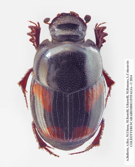 Caccobius schreberi, femmina