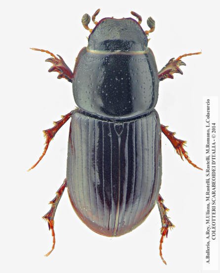 Calamosternus granarius