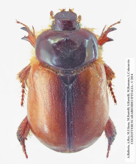 Calicnemis latreillii, maschio