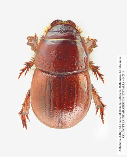 Chaetonyx robustus italicus