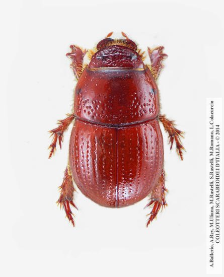 Chaetonyx robustus liguricus