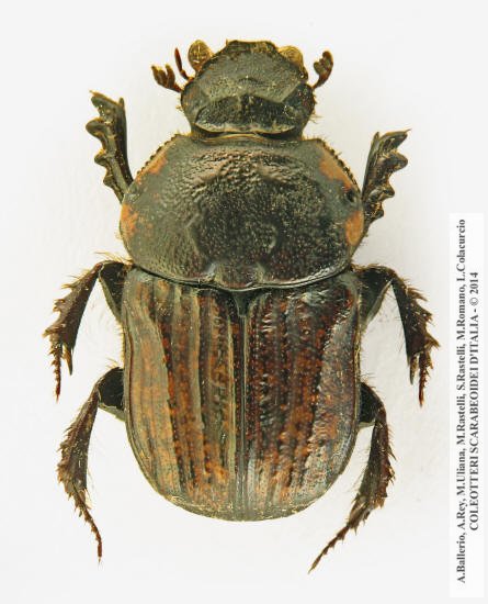 Cheironitis irroratus, femmina
