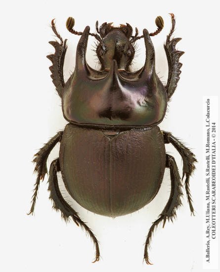 Chelotrupes  matutinalis, maschio