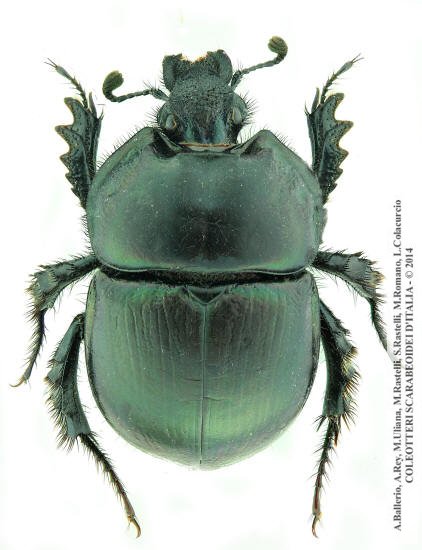 Chelotrupes hiostius, femmina