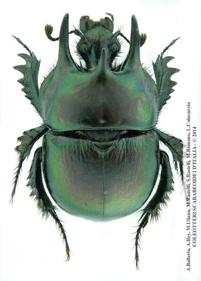 Chelotrupes hiostius, maschio