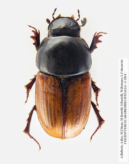 Colobopterus erraticus