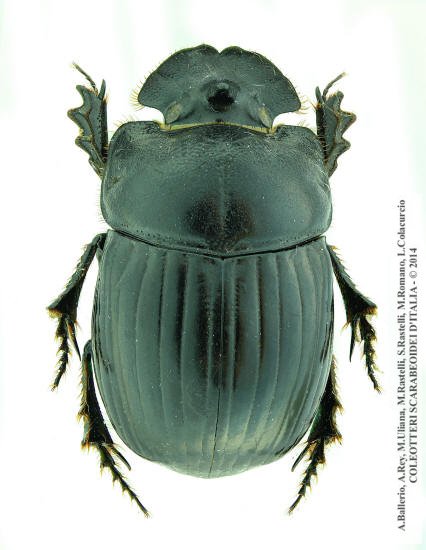 Copris lunaris, femmina