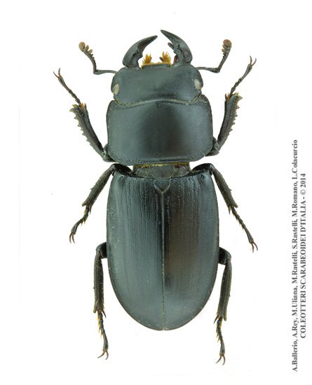 Dorcus musimon, maschio 