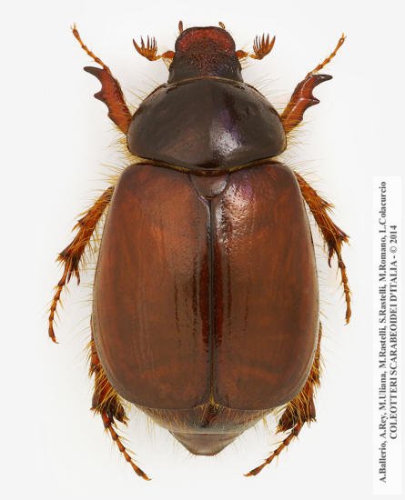 Elaphocera erichsoni, femmina