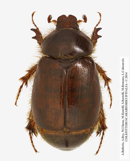 Elaphocera emarginata, femmina