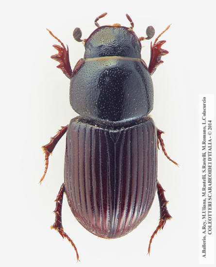 Esymus pusillus pusillus
