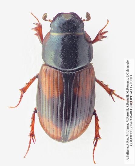 Eudolus quadriguttatus, maschio