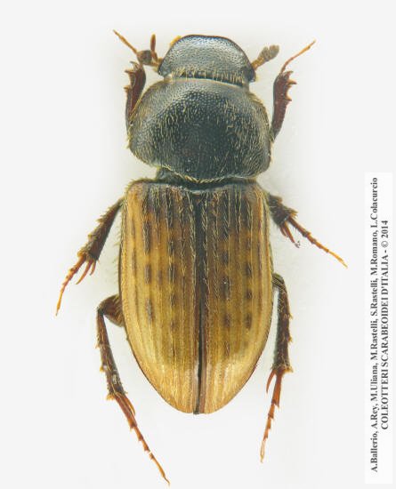 Euheptaulacus carinatus carinatus, maschio