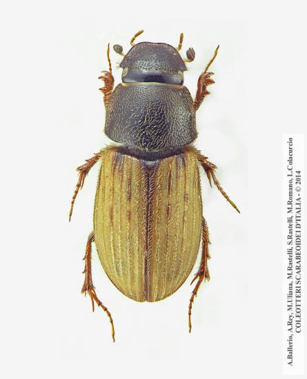 Euheptaulacus carinatus brutius, femmina