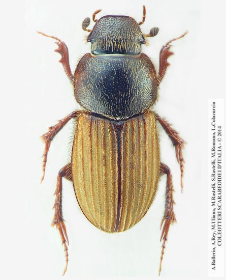 Euheptaulacus carinatus brutius, maschio