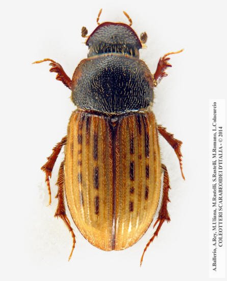 Euheptaulacus carinatus esuriens, femmina 