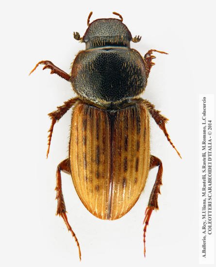 Euheptaulacus carinatus esuriens, maschio 