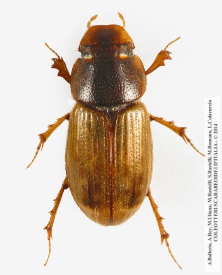 Euheptaulacus porcellus, femmina