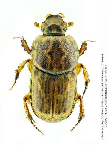 Euoniticellus pallens, femmina