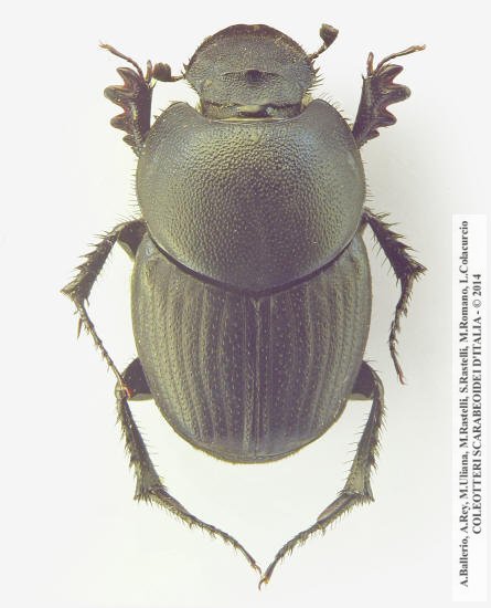 Euonthophagus amyntas amyntas, femmina