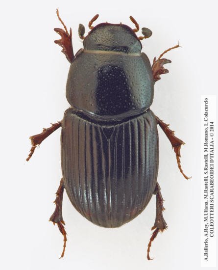 Euorodalus paracoenosus, femmina