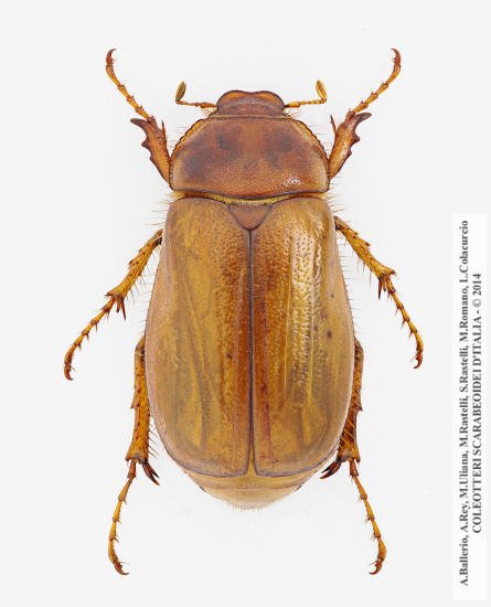 Firminus fossulatus, femmina