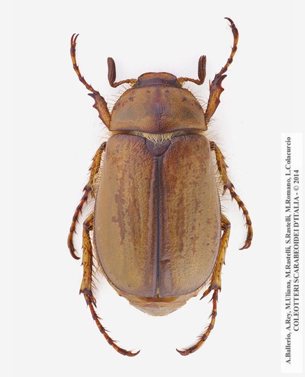 Firminus bellieri, maschio