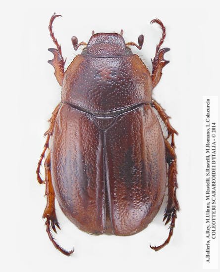 Geotrogus euphytus, femmina