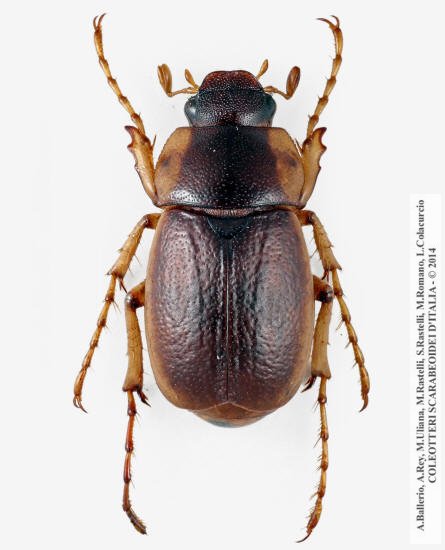 Geotrogus sicelis, maschio