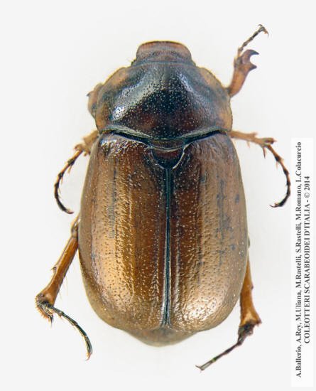 Geotrogus vorax, femmina