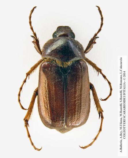 Geotrogus vorax, maschio 