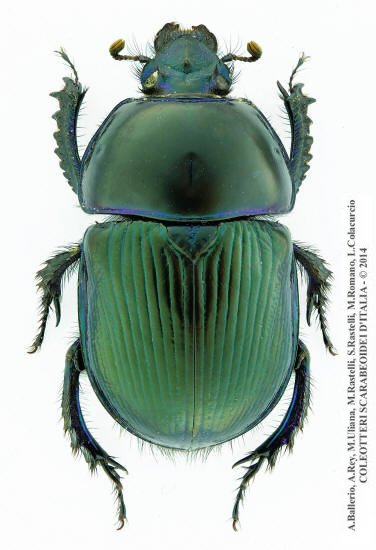 Geotrupes stercorarius