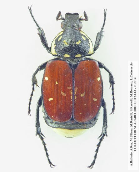 Gnorimus decempunctatus, maschio 