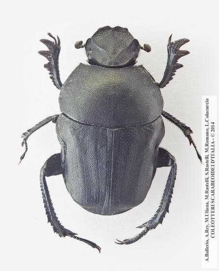 Gymnopleurus geoffroyi geoffroyi