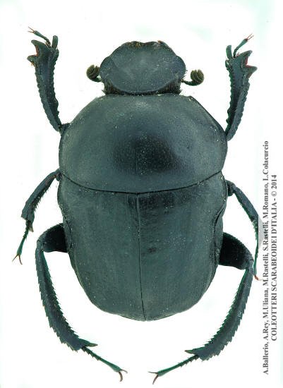 Gymnopleurus sturmi