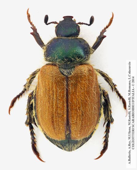 Hemichaetoplia pallidipennis, femmina