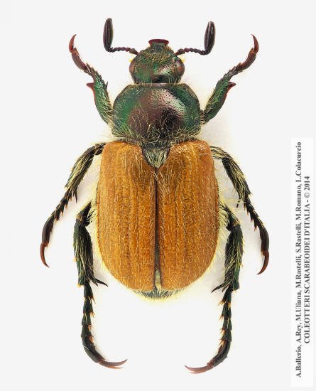 Hemichaetoplia pallidipennis, maschio