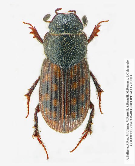 Heptaulacus rasettii, femmina