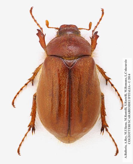 Holochelus fraxinicola, femmina