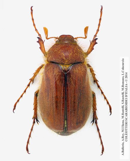 Holochelus fraxinicola, maschio