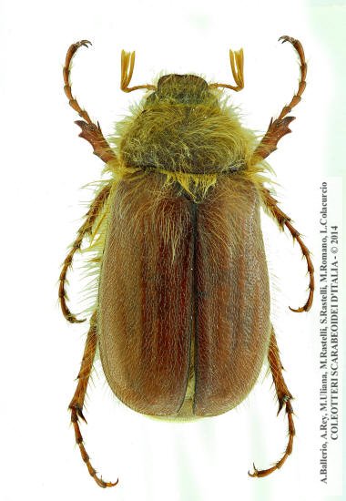 Holochelus vernus, maschio