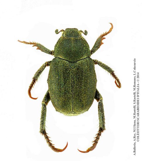 Hoplia paganettii