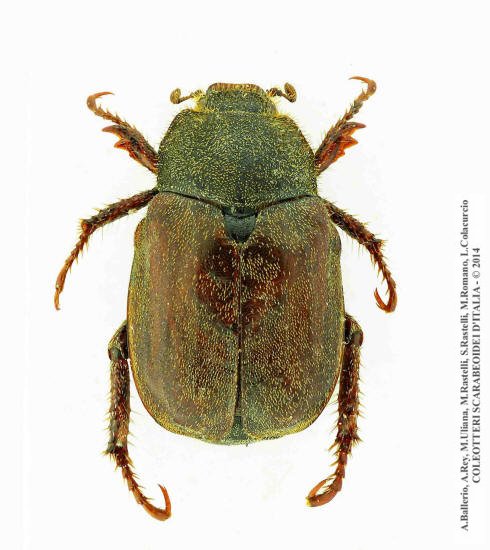 Hoplia phillanthus phillanthus, femmina