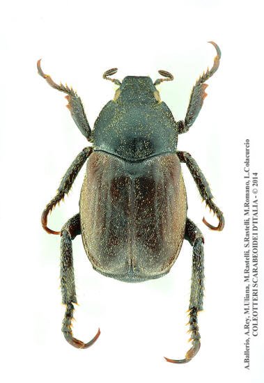 Hoplia philanthus philanthus, maschio