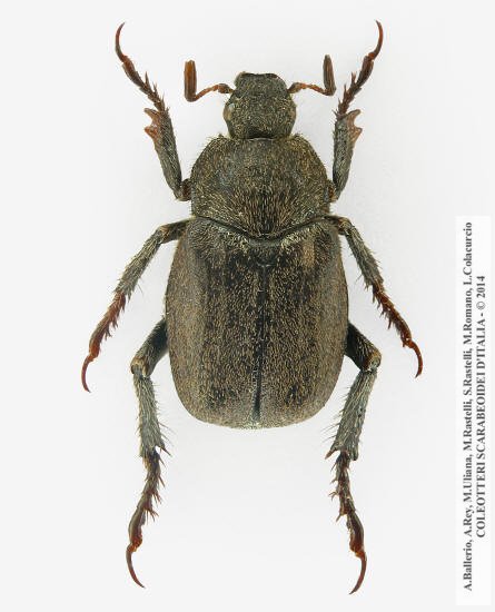 Hoplia praticola, maschio